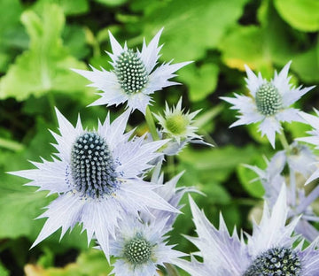 Silver Holly Flower seeds for Planting Hardy Variety Heirloom & GMO Free Seeds for Home Garden 
 
 Sale seeds for home garden planting