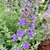 Catmint Flower seeds for Planting Low Maintenance Heirloom & GMO Free Seeds for Home Garden