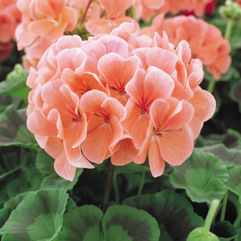 Peach Geranium Flower seeds for Planting Vibrant Colors Heirloom & GMO Free Seeds for Home Garden 
 
 Sale seeds for home garden planting