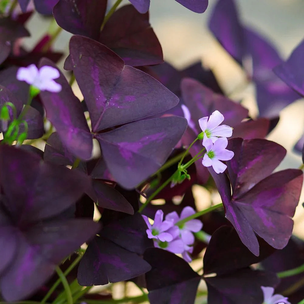 Purple Oxalis Stricta Flower seeds for Planting Drought Tolerant Heirloom & GMO Free Seeds for Home Garden 
 
 Sale seeds for home garden planting