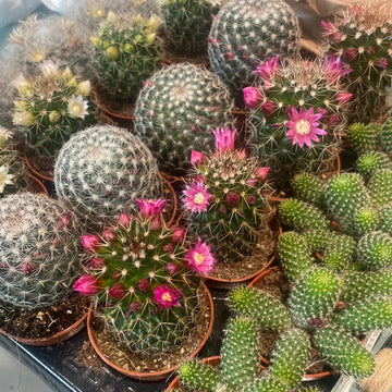 Mixed Mammillaria Flower seeds for Planting Colorful Display Heirloom & GMO Free Seeds for Home Garden
 
 Sale seeds for home garden planting
