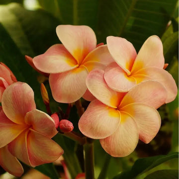 Orangen Plumeria Plumeria spp Flower Seeds for Planting in Tropical Garden