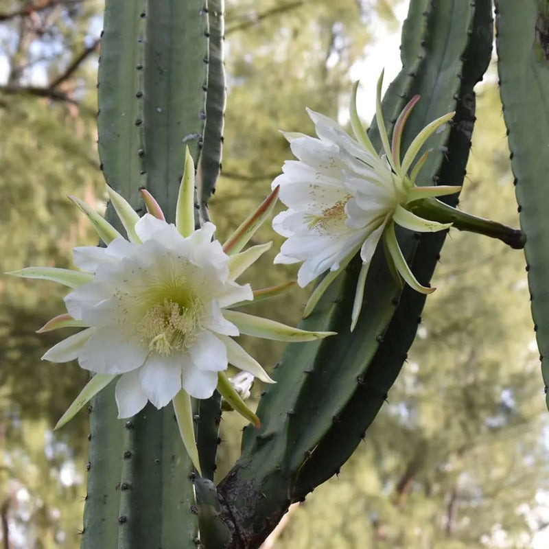 White Epiphyllum Oxypetalum Flower seeds for Planting Wildflower Mix Heirloom & GMO Free Seeds for Home Garden 
 
 Sale seeds for home garden planting