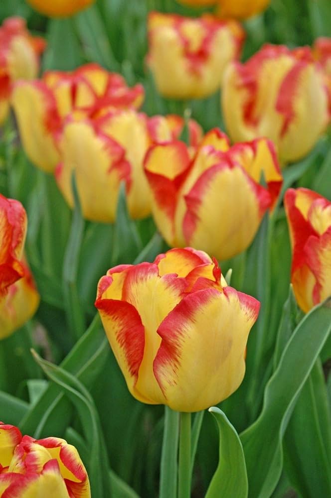 TulpeBirnen Flower seeds for Planting Premium Quality Heirloom & GMO Free Seeds for Home Garden 
 
 Sale seeds for home garden planting