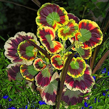 Mixed Variegated Geranium Flower seeds for Planting Hardy Variety Heirloom & GMO Free Seeds for Home Garden 
 
 Sale seeds for home garden planting