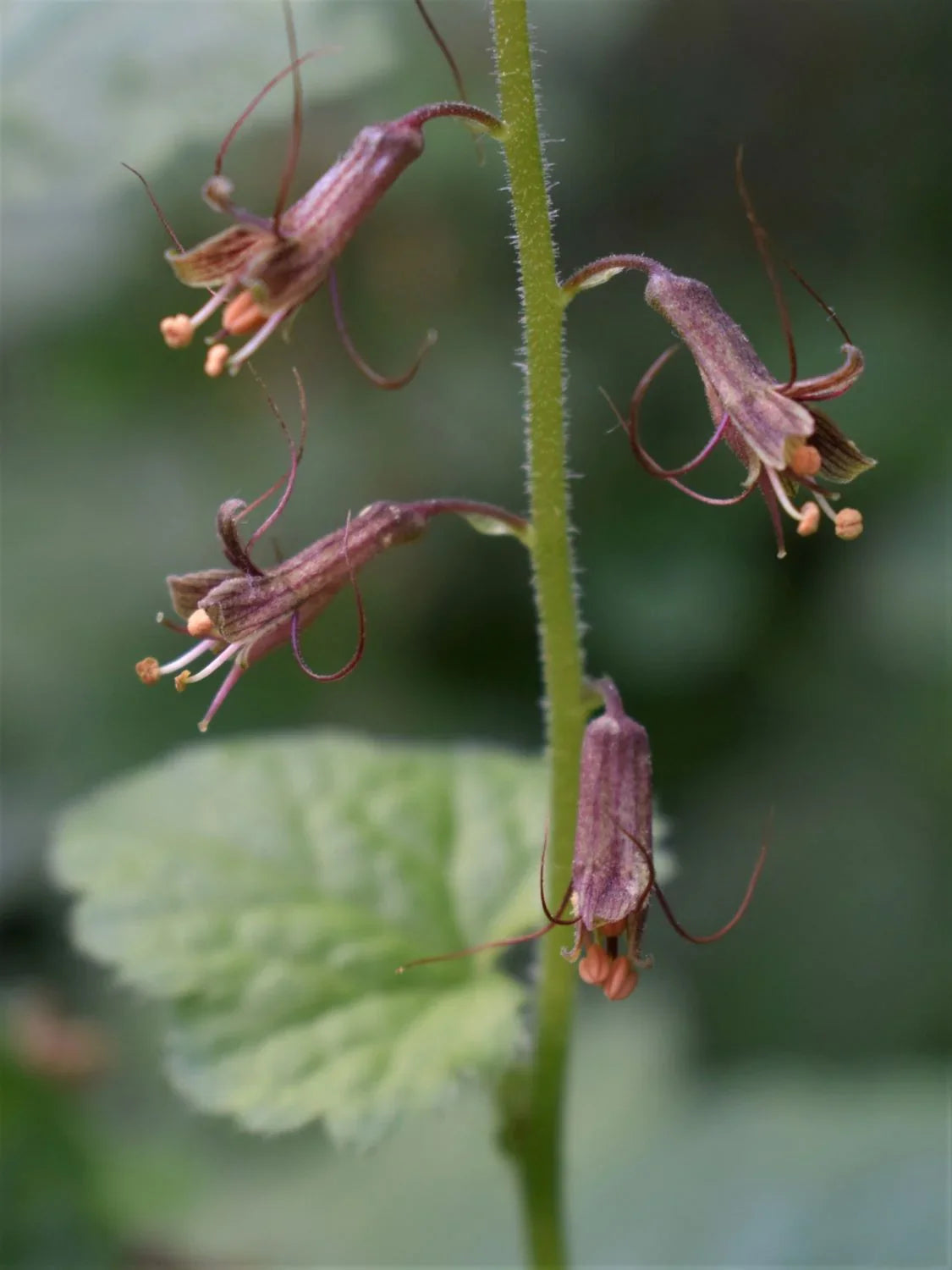 Tolmiea Flower seeds for Planting - Compact Growth, Heirloom & GMO Free Seeds for Home Garden
 
 Sale seeds for home garden