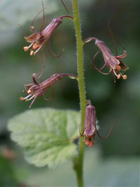 Tolmiea Flower seeds for Planting - Compact Growth, Heirloom & GMO Free Seeds for Home Garden
 
 Sale seeds for home garden