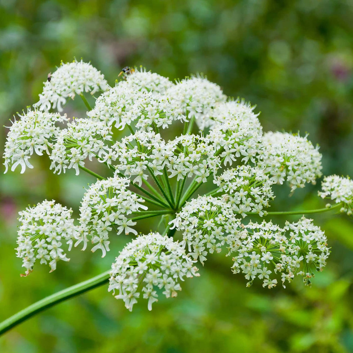 White Anne's Flower seeds for Planting Wildflower Mix Heirloom & GMO Free Seeds for Home Garden 
 
 Sale seeds for home garden planting