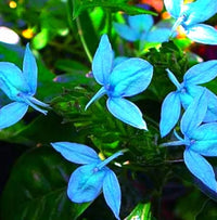 Blue Ecbolium Viride Flower seeds for Planting Seasonal Bloomer Heirloom & GMO Free Seeds for Home Garden 
 
 Sale