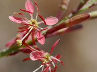 Oenothera Suffrutescens Flower seeds for Planting - Cut Flower Favorite, Heirloom & GMO Free Seeds for Home Garden