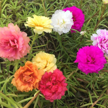 Heirloom Grandiflora Flower seeds for Planting Shade Tolerant Heirloom & GMO Free Seeds for Home Garden
