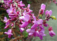 Pink Cercis Flower seeds for Planting Easy to Grow Heirloom & GMO Free Seeds for Home Garden 
 
 Sale