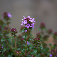 Purple Creeping Thyme Seeds – Fragrant Heirloom Ground Cover for Gardens