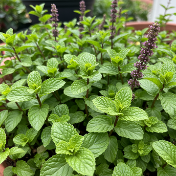 Corsican Mini Mint Seeds for Planting – Heirloom Non-GMO Compact Aromatic Herb