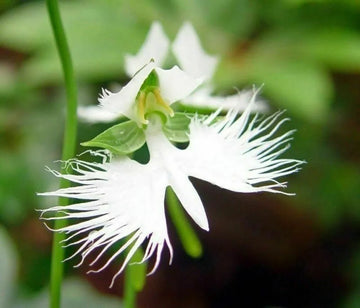 Heirloom Radiata Flower seeds for Planting Premium Quality Heirloom & GMO Free Seeds for Home Garden