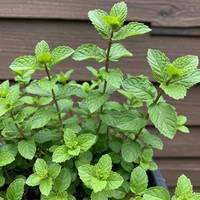 Corsican Mini Mint Planting Seeds – Non-GMO Heirloom Herb with Compact Growth