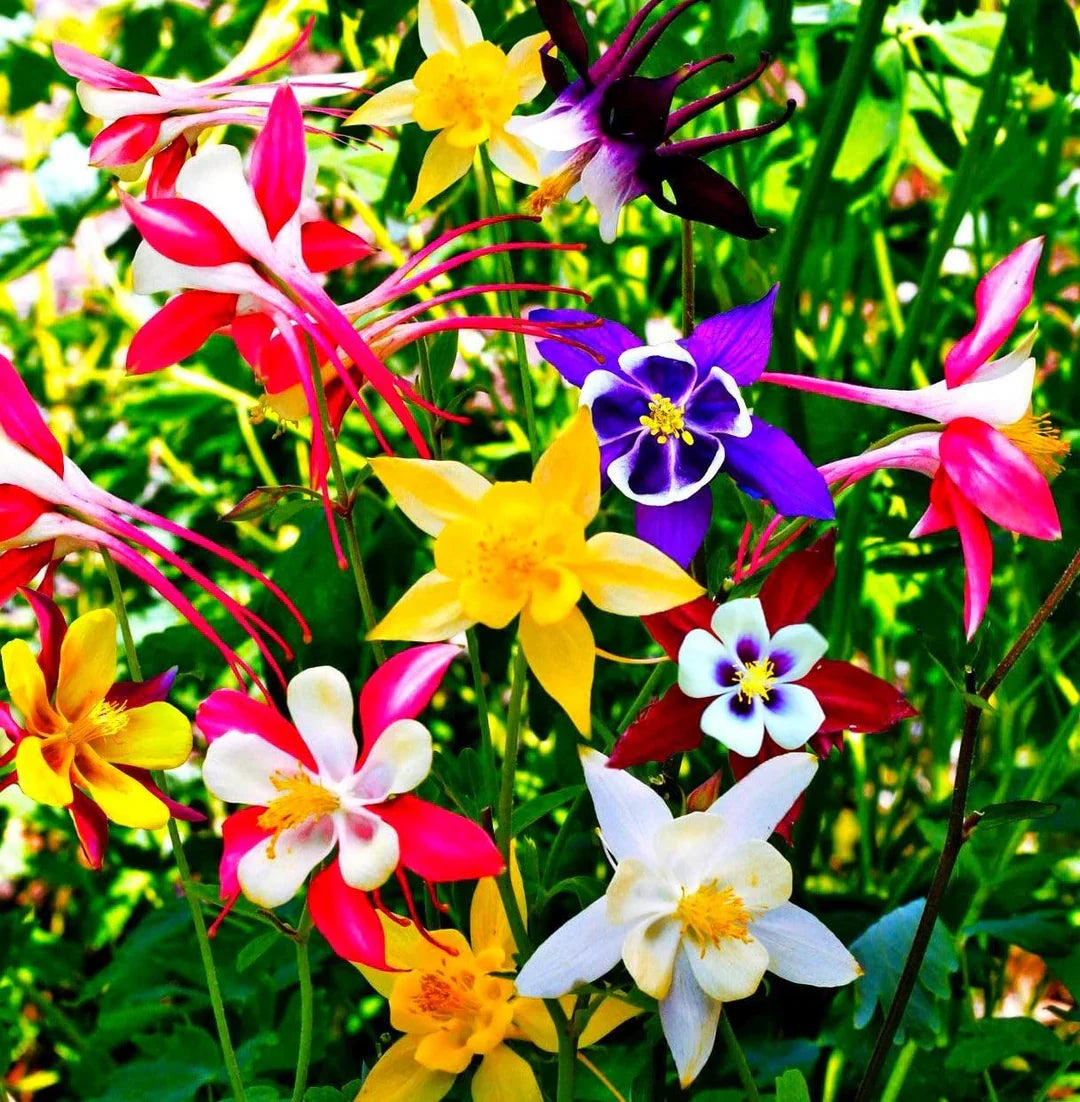 Perennial Columbine flower seeds suitable for borders, containers, and garden beds