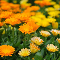 Calendula Flower Seeds for Planting home garden flower bed