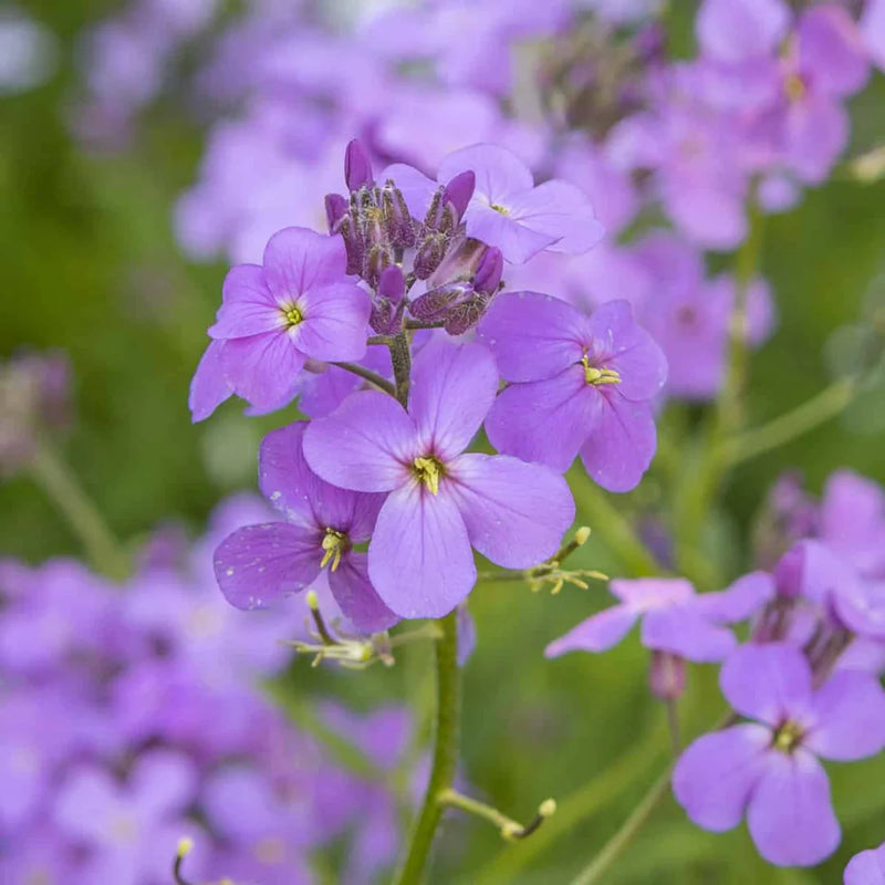 Violet Linifolium Flower Seeds Perfect for Planting & Growing