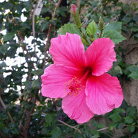 Pink Hibiscus Flower seeds for Planting Cottage Garden Essential Heirloom & GMO Free Seeds for Home Garden