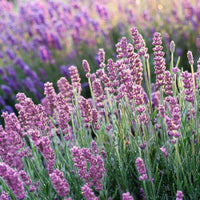 Pink Lavender Marjoram Flower seeds for Planting - Hardy Variety, Heirloom & GMO Free Seeds for Home Garden