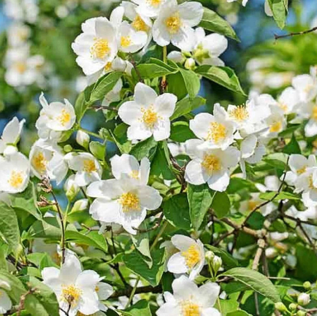 White Philadelphus Coronarius Seeds for Planting - Fragrant Mock Orange Blooms
