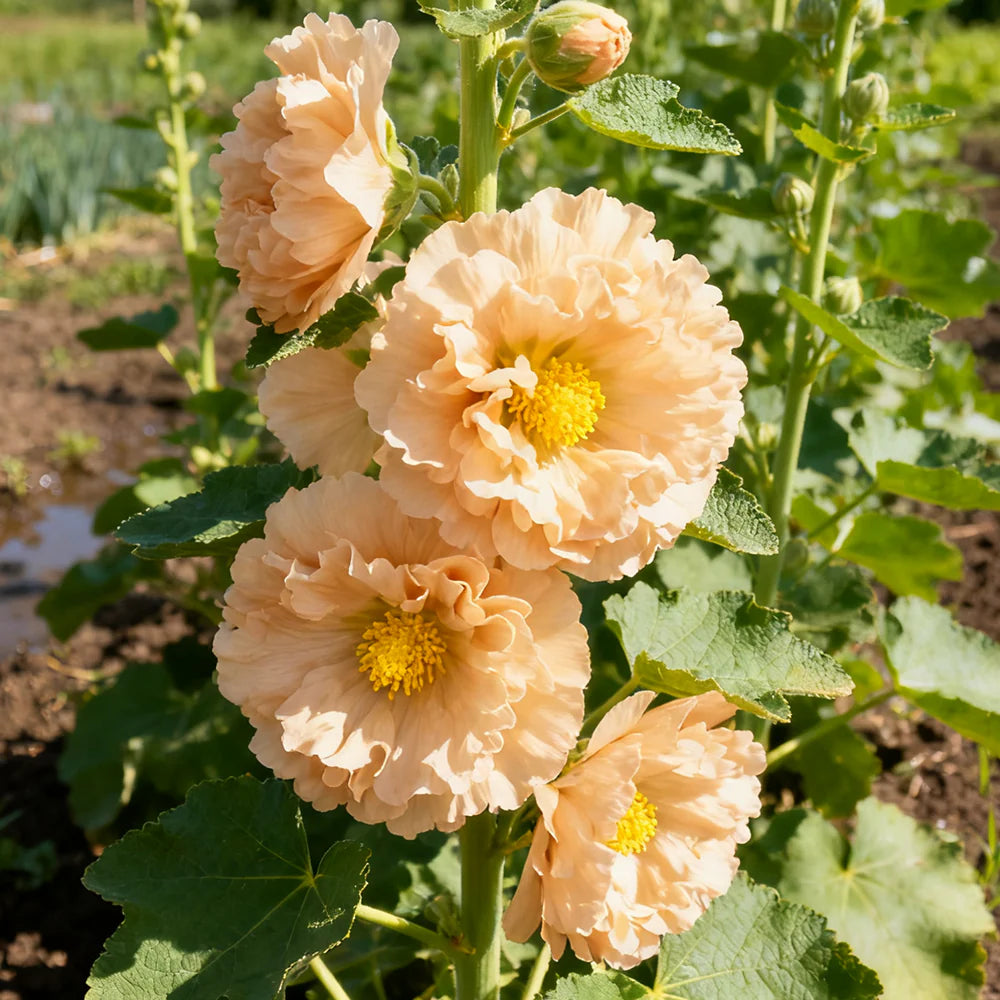 Orange Hollyhock Alcea rosea Flower Seeds for Planting in Flower Bed