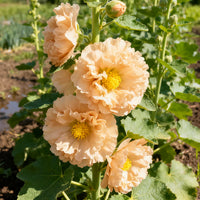 Orange Hollyhock Alcea rosea Flower Seeds for Planting in Flower Bed