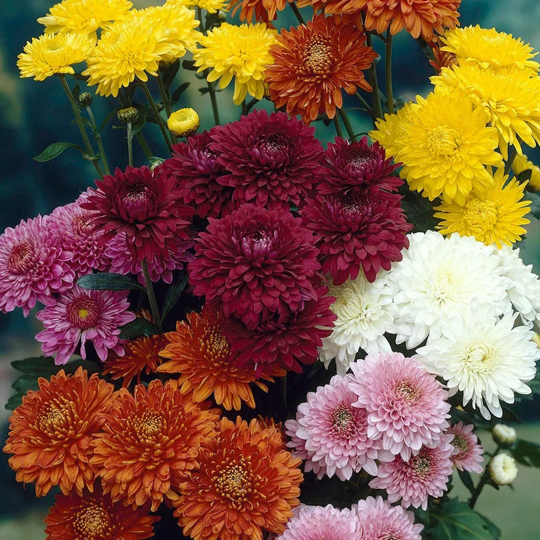 Heirloom Tanacetum Chrysanthemum morifolium perennial flower seeds.
