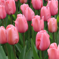 Pink Tulip Flower seeds for Planting Vibrant Colors Heirloom & GMO Free Seeds for Home Garden 
 
 Sale