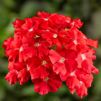 Heirloom Scarlet Flower seeds for Planting Long Bloom Season Heirloom & GMO Free Seeds for Home Garden