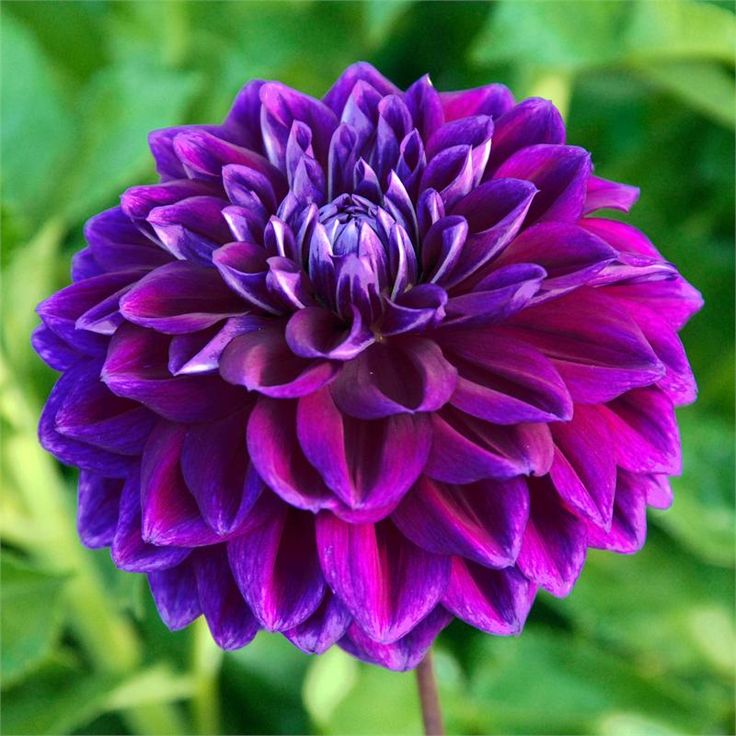 Purple Beard Dahlia Flower seeds for Planting - Low Maintenance, Heirloom & GMO Free Seeds for Home Garden