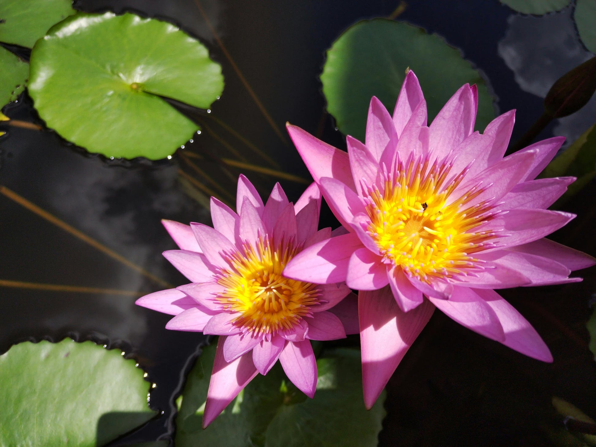 Mixed Lotus Seeds for Planting – Heirloom & Non-GMO Aquatic Flower Seeds