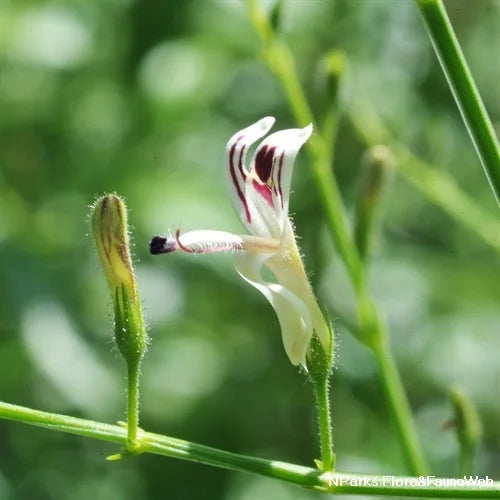 Andrographis Flower seeds for Planting Compact Growth Heirloom & GMO Free Seeds for Home Garden