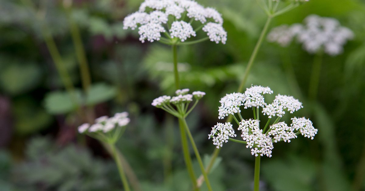 Scotch Lovage (Ligusticum scoticum) Flower seeds for Planting - Wildflower Mix, Heirloom & GMO Free Seeds for Home Garden
 
 Sale seeds for home garden