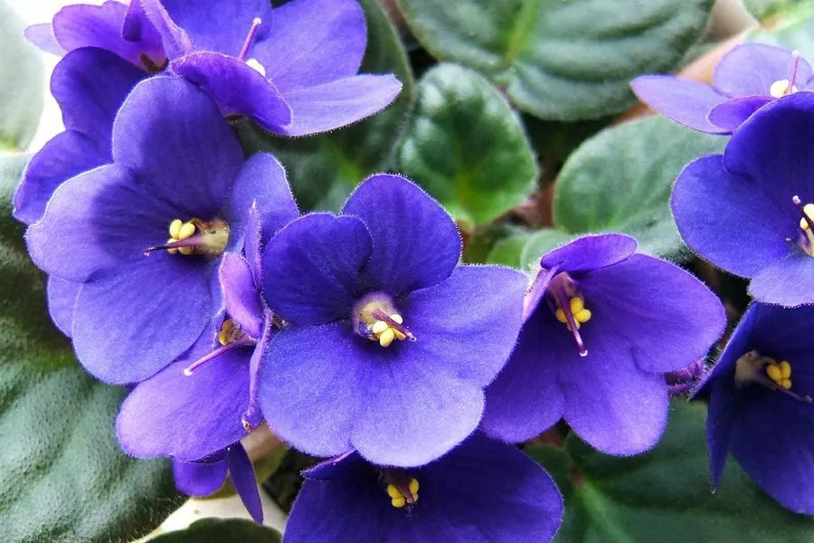 African Violet Flower seeds for Planting Long Bloom Season Heirloom & GMO Free Seeds for Home Garden