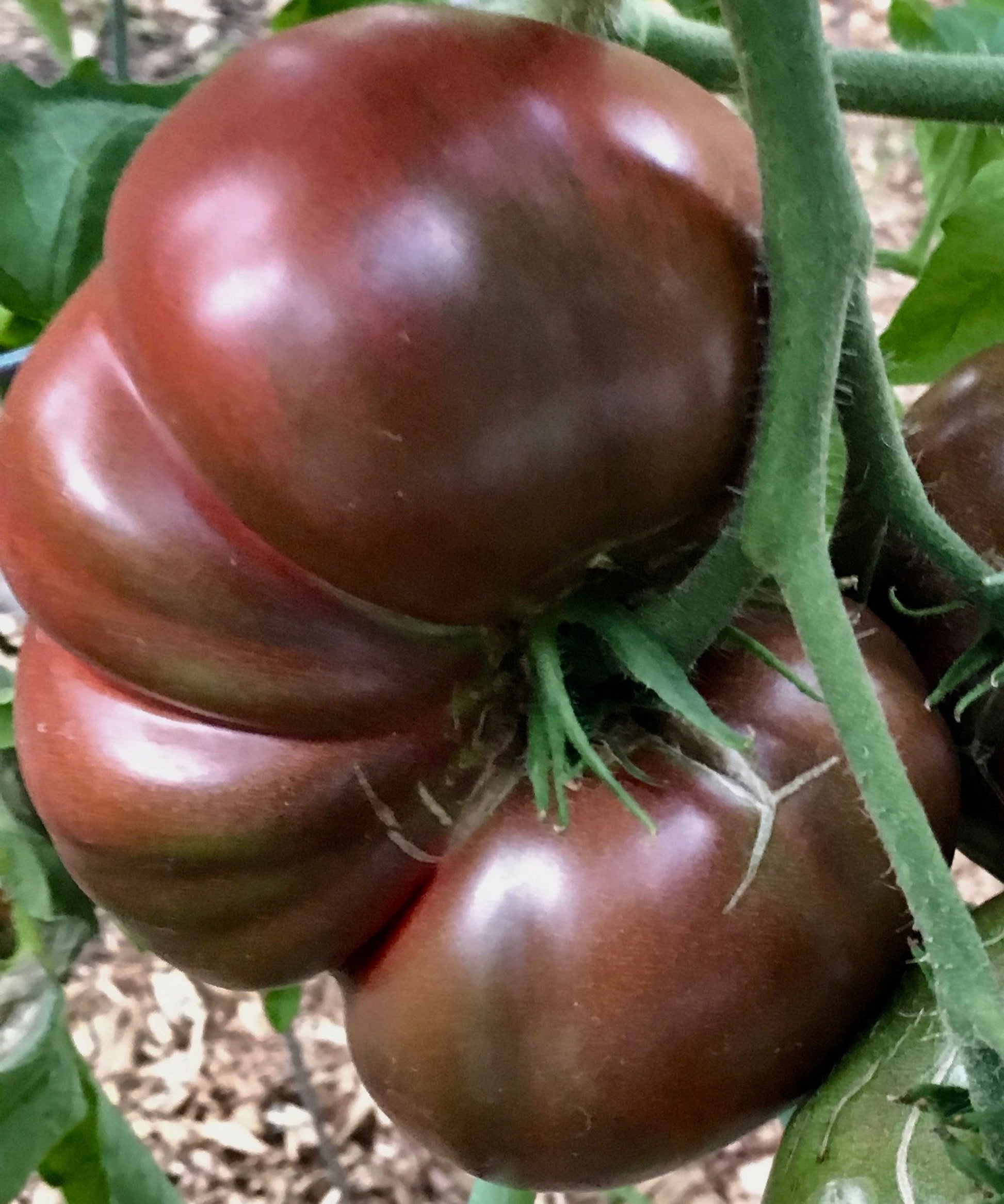 Ripe Black Sea Man heirloom tomatoes on the vine