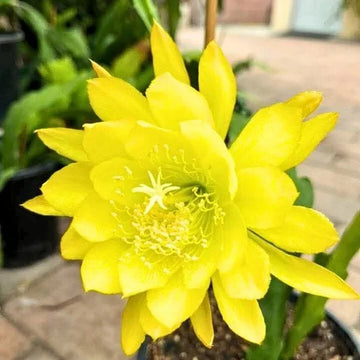 Yellow Nopalxochia Flower seeds for Planting Vibrant Colors Heirloom & GMO Free Seeds for Home Garden