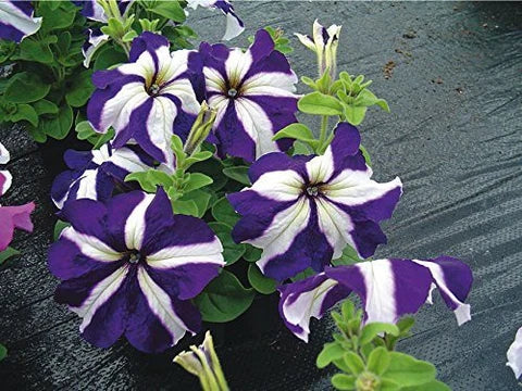 White Blue Star Petunia Flower seeds for Planting - Vibrant Colors, Heirloom & GMO Free Seeds for Home Garden