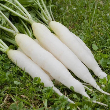 Organic Radish Seeds for Garden Planting