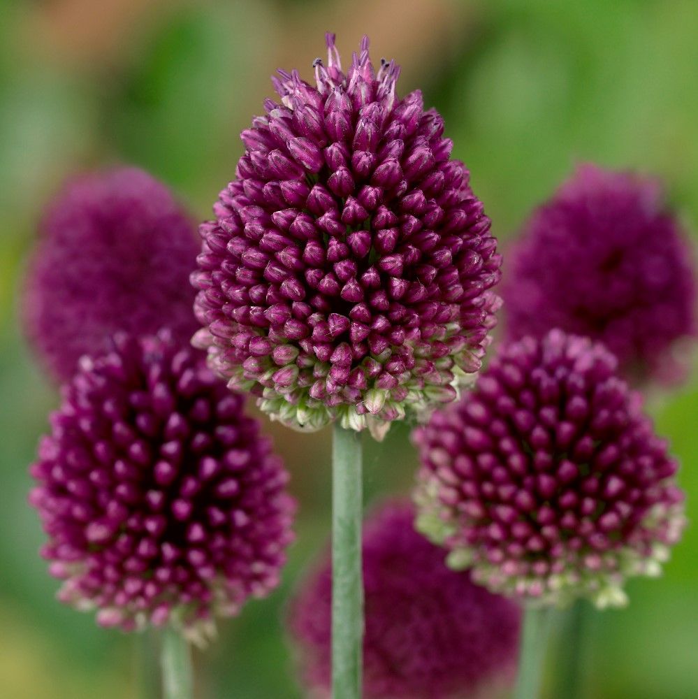 Nickende Zwiebel Allium sphaerocephalon Native Wildflower Seeds for Planting in Garden