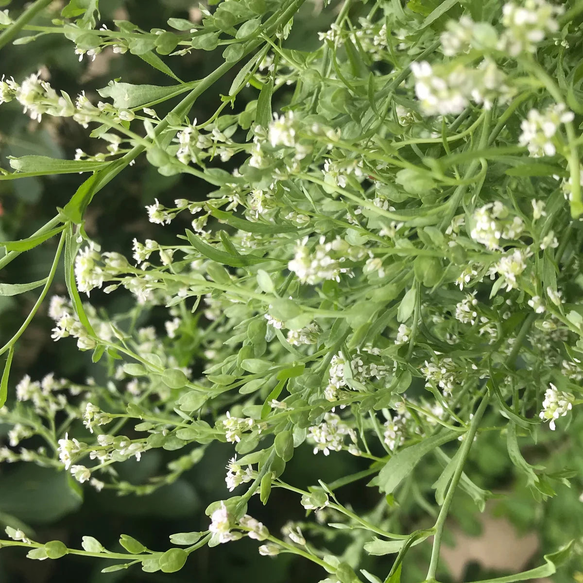 Cress Flower seeds for Planting - Easy to Grow, Heirloom & GMO Free Seeds for Home Garden