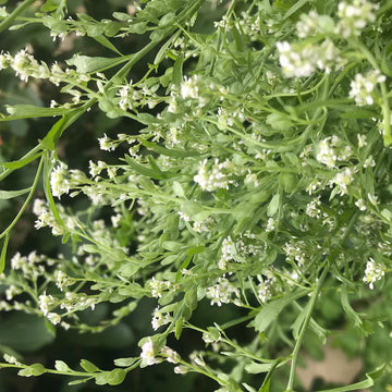 Cress Flower seeds for Planting - Easy to Grow, Heirloom & GMO Free Seeds for Home Garden