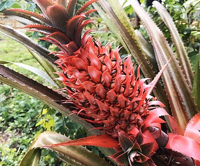 Close-up of a red pineapple fruit surrounded by lush green foliage.

