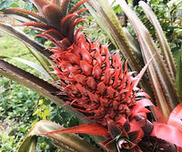 Close-up of a red pineapple fruit surrounded by lush green foliage.

