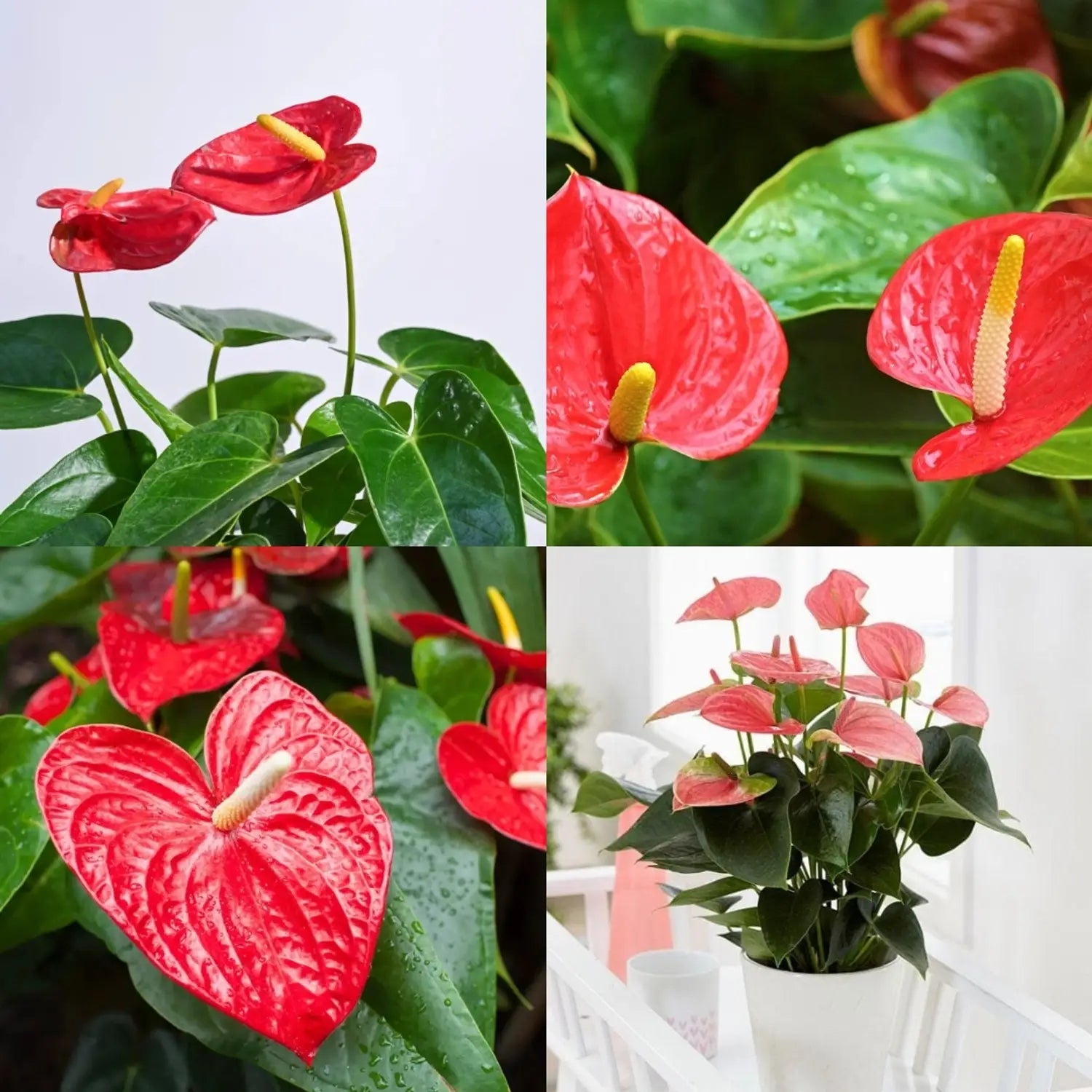 Anthurium Bonsai Flower seeds for Planting Colorful Display Heirloom & GMO Free Seeds for Home Garden