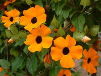 Black Eyed Susan Vine Seeds for Fast-Growing Flowering Climbers