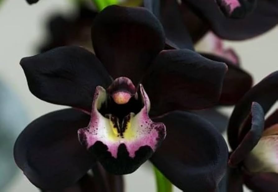 Black Phalaenopsis Orchid Seeds Perfect for Borders Heirloom & GMO Free Seeds for Home Garden
 
 Sale