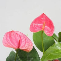 Anthurium Flower seeds for Planting - Wildflower Mix, Heirloom & GMO Free Seeds for Home Garden
 
 Sale for planting in home garden.