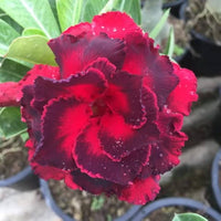 Deep Red Adenium Obesum Flower Seeds for Planting – Heirloom NonGMO Organic Garden Seeds with High Germination
 
 Sale